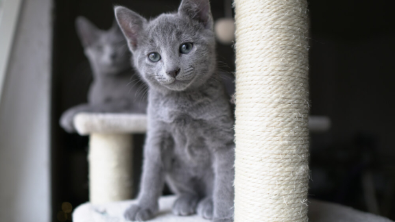 Как выбрать котенка